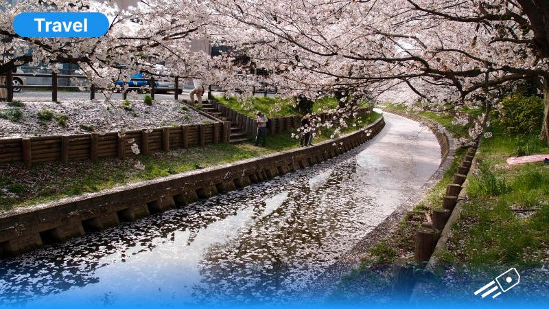 Complete Guide to 2026 Cherry Blossom Season in Japan